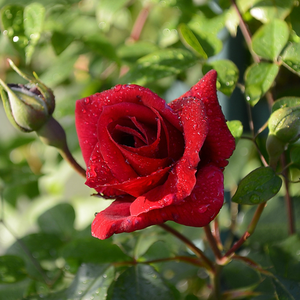 Rosa  Red Parfum - crvena  - ruža puzavica (Climber)
